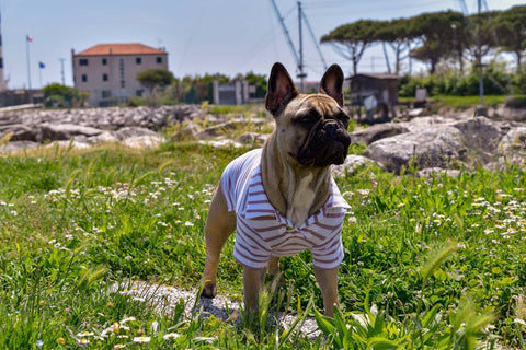 Shirt - Polo Piera Gabrieli